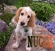 Cocker spaniel :)nuggi  RIP
