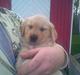 Golden retriever Zeus