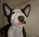 Bullterrier Diva