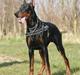Dobermann Kaiser