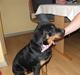 Rottweiler malou