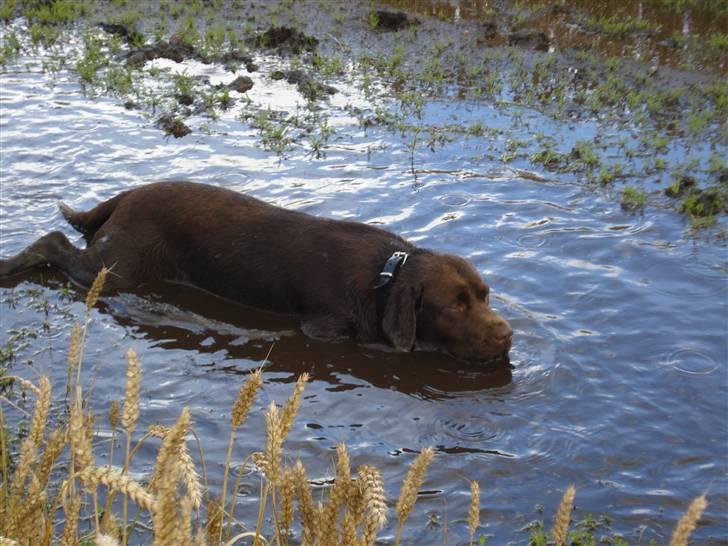 Labrador retriever Boxi - En rigtig vand hund billede 18