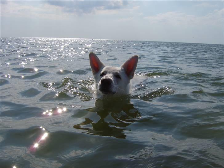 Hvid schæfer Bonzo - Bonzos første tur til stranden billede 1
