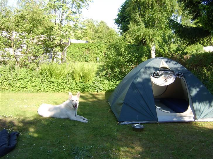 Hvid schæfer Bonzo - Første tur i telt. Fra i sommers billede 2