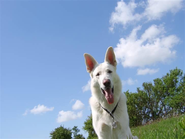 Hvid schæfer Bonzo - Endnu et billed fra i sommers billede 3
