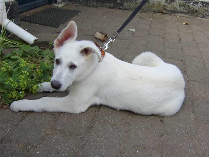 Hvid schæfer Bonzo - Bonzo da han stadig var en nuttet lille hvalp... det vokser de jo hurtigt fra :-) billede 4
