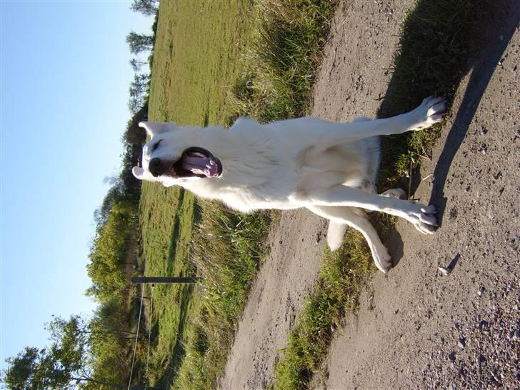 Hvid schæfer Bonzo - En lille hund, der ikke har tid til at blive siddende billede 5