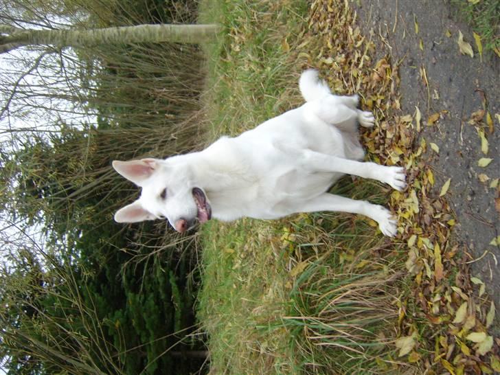 Hvid schæfer Bonzo - Det nyeste billed som jeg har af Bonzo. Nu skulle han også gerne være færdig vokset. billede 6