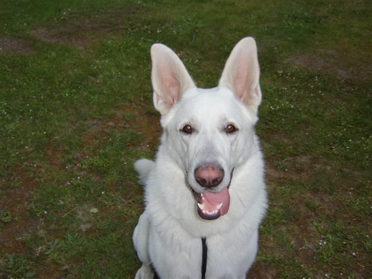 Hvid schæfer Bonzo - En glad vovse fra da vi sov i telt i sommers. billede 7