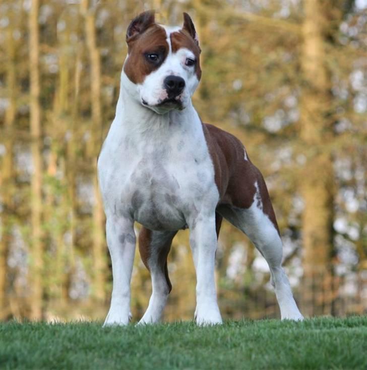 Amerikansk staffordshire terrier ¤GIULY¤ billede 1