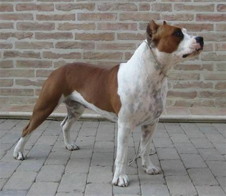 Amerikansk staffordshire terrier ¤GIULY¤ billede 2