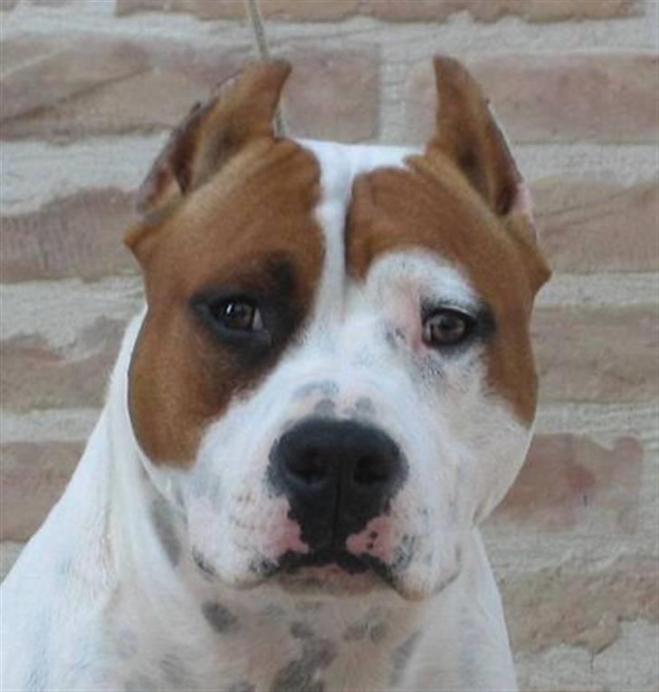 Amerikansk staffordshire terrier ¤GIULY¤ billede 3