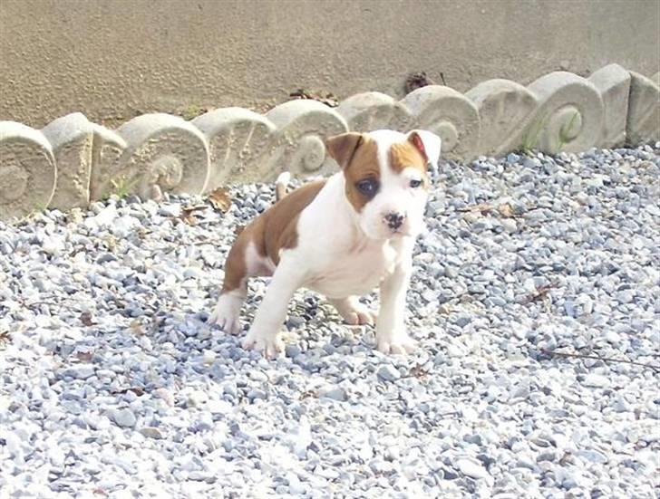 Amerikansk staffordshire terrier ¤GIULY¤ billede 4