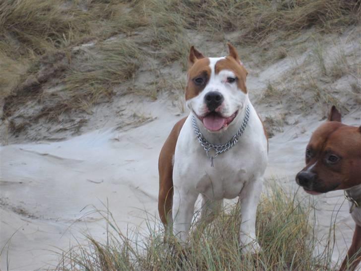 Amerikansk staffordshire terrier ¤GIULY¤ billede 5
