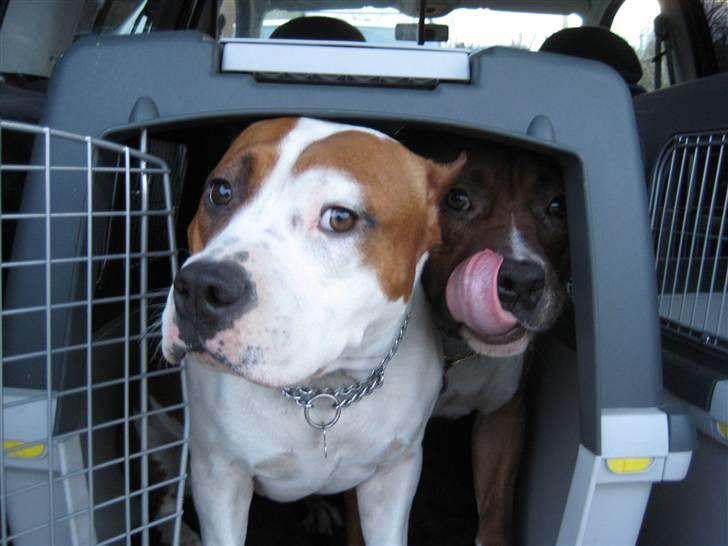 Amerikansk staffordshire terrier ¤GIULY¤ billede 6