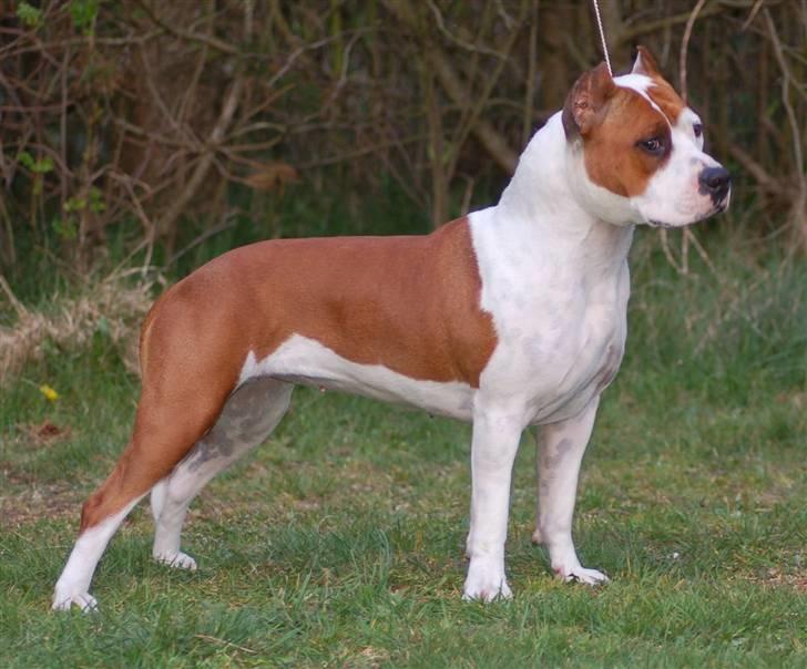 Amerikansk staffordshire terrier ¤GIULY¤ billede 7
