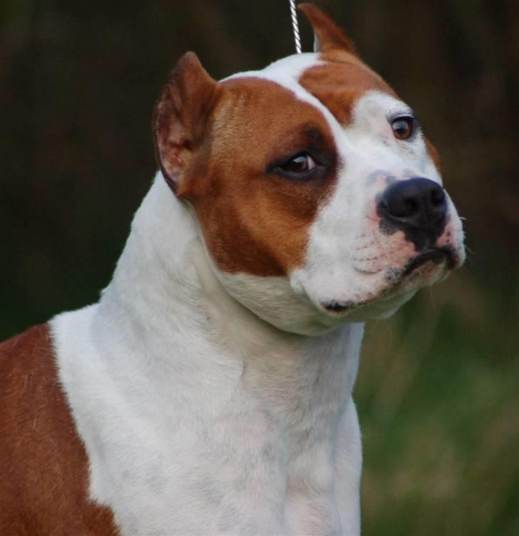 Amerikansk staffordshire terrier ¤GIULY¤ billede 8