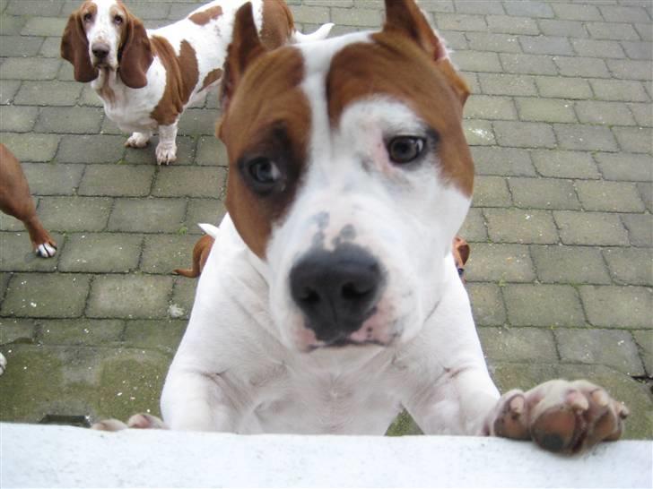 Amerikansk staffordshire terrier ¤GIULY¤ billede 9