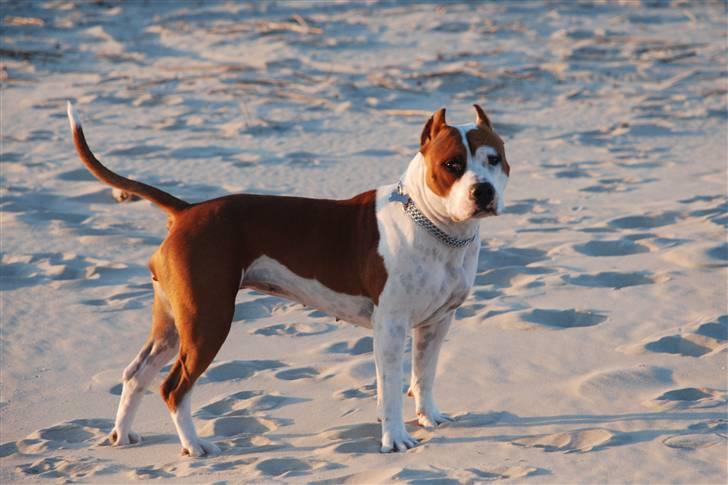 Amerikansk staffordshire terrier ¤GIULY¤ billede 10