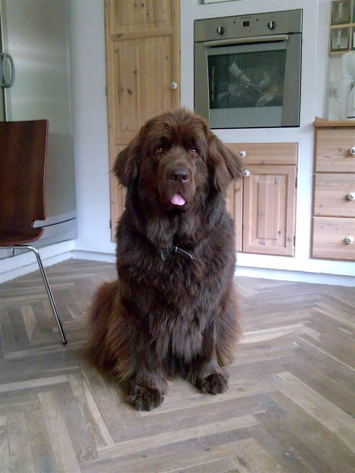 Newfoundlænder *Beauty* (Newetta's) R.I.P - 16/11-2012 - Åhr, skal vi da ikke snart spise, kan i ikke se at jeg ser sulten ud :P billede 2