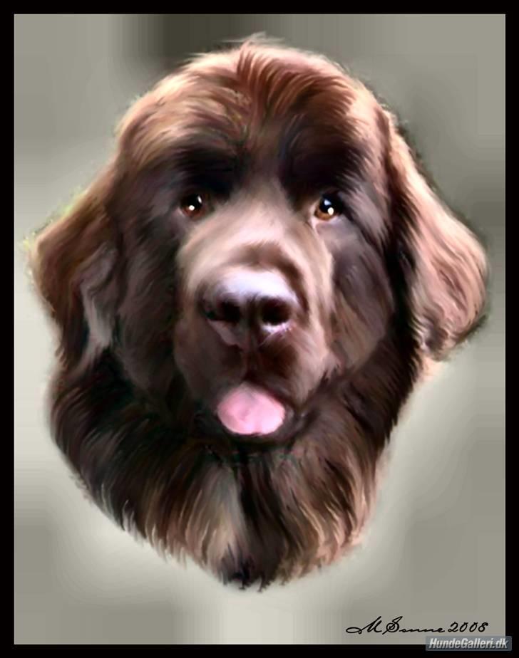 Newfoundlænder *Beauty* (Newetta's) R.I.P - 16/11-2012 billede 3