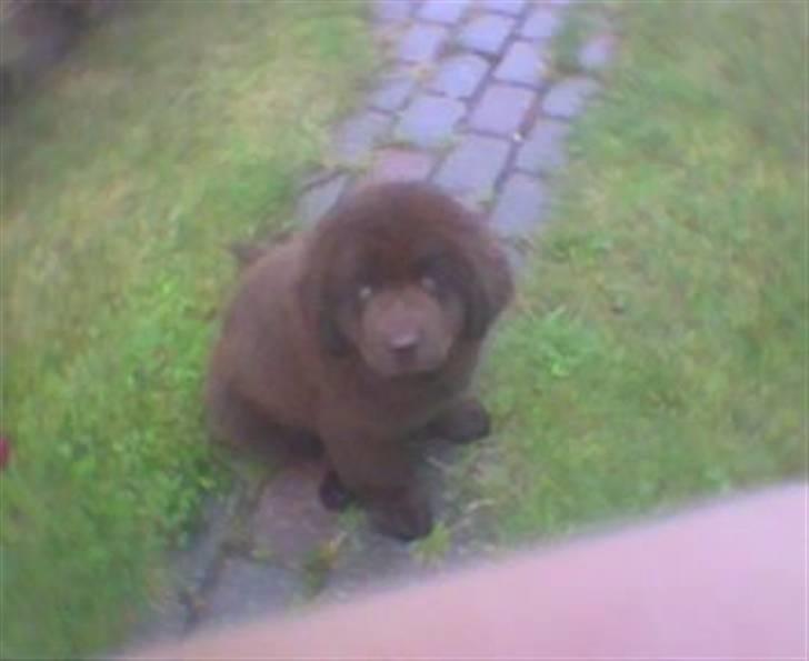 Newfoundlænder *Beauty* (Newetta's) R.I.P - 16/11-2012 - Den aller første dag vi havde hende billede 4