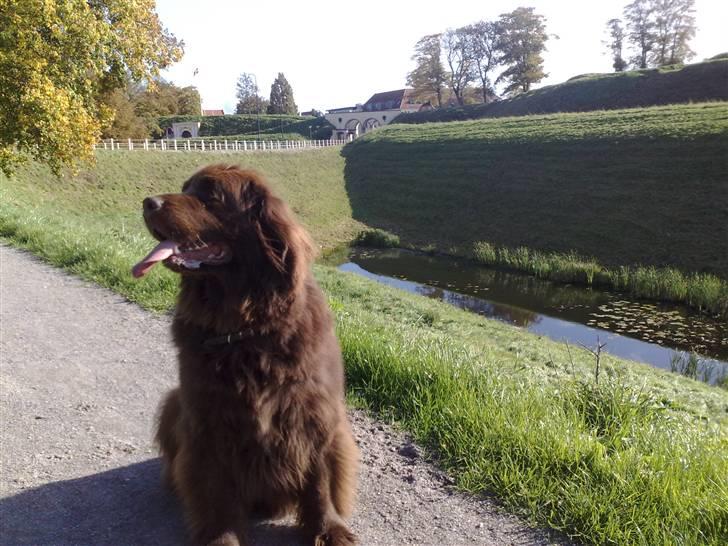 Newfoundlænder *Beauty* (Newetta's) R.I.P - 16/11-2012 billede 5