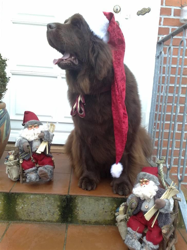 Newfoundlænder *Beauty* (Newetta's) R.I.P - 16/11-2012 - Beauty der øver sig i julesalmerne :D (Dette billede har været i Se  og Hør) billede 6