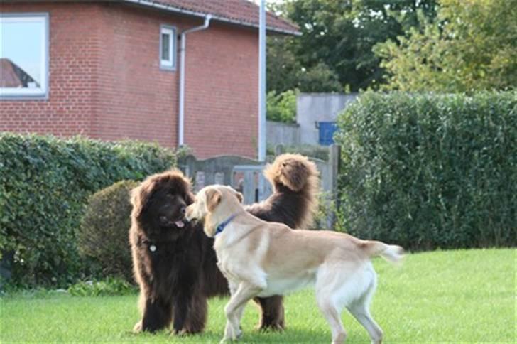 Newfoundlænder *Beauty* (Newetta's) R.I.P - 16/11-2012 - et lille kys billede 7