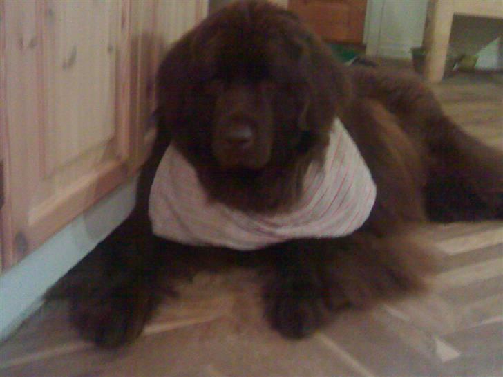 Newfoundlænder *Beauty* (Newetta's) R.I.P - 16/11-2012 - jeg hjælper med at lave mad, eller øhh det vil sige; jeg hjælper med at spise det der falder på gulvet billede 8