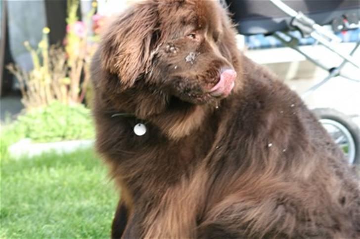 Newfoundlænder *Beauty* (Newetta's) R.I.P - 16/11-2012 - Jeg slikker lige noget af savlet af, efter jeg har leget med Leo billede 9
