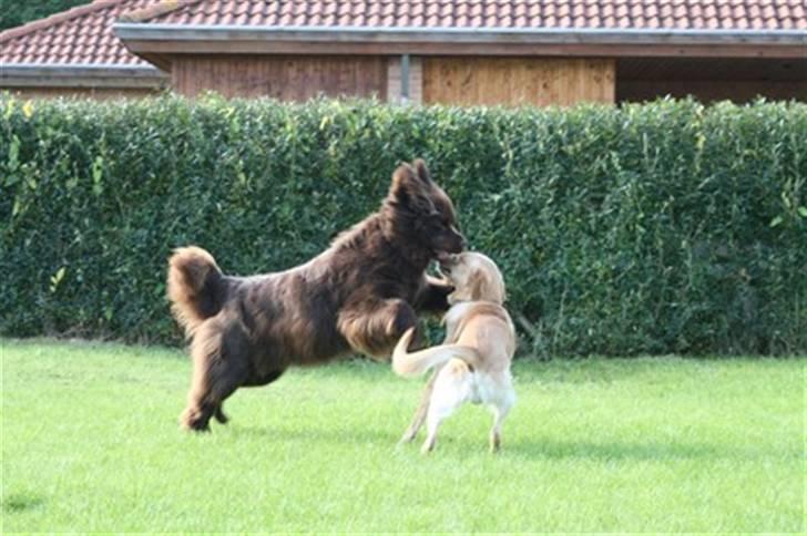 Newfoundlænder *Beauty* (Newetta's) R.I.P - 16/11-2012 - se mor, jeg kan flyve ! :) billede 10