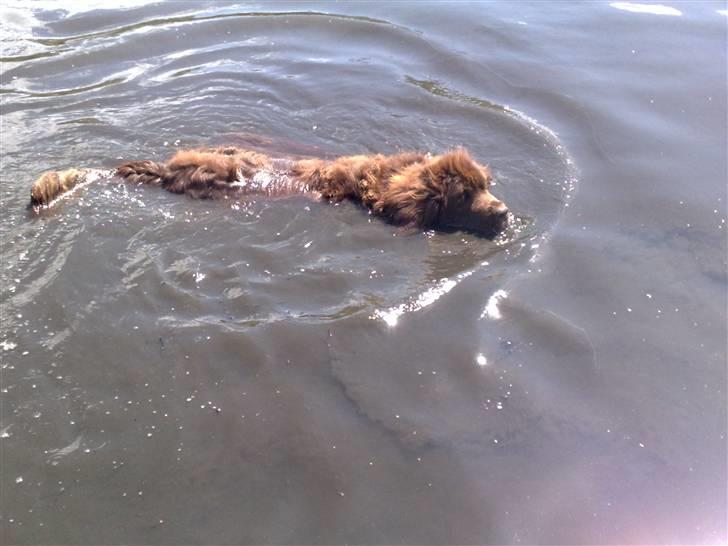 Newfoundlænder *Beauty* (Newetta's) R.I.P - 16/11-2012 - Beauty besluttede sig lige for at tage en svømmetur i noget mudret vand. pga. varmen glemte hun lige at spørge om lov først ;P billede 11