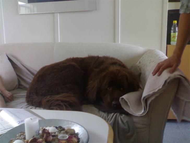 Newfoundlænder *Beauty* (Newetta's) R.I.P - 16/11-2012 - Beauty er listet sig op i sofaen, fyha :D billede 12