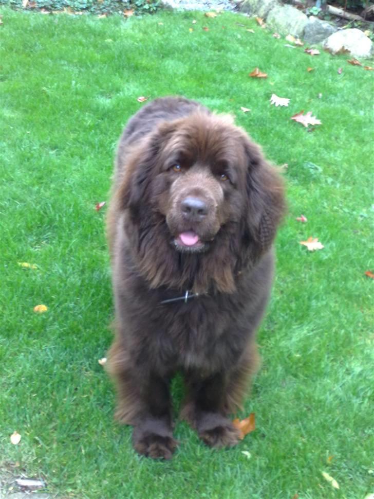 Newfoundlænder *Beauty* (Newetta's) R.I.P - 16/11-2012 billede 13