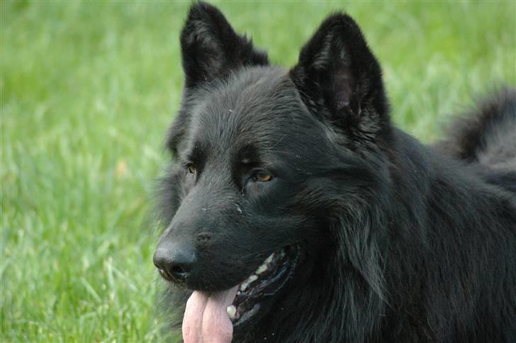 Schæferhund Chico - Her nyder chico igen livet i naturen billede 1