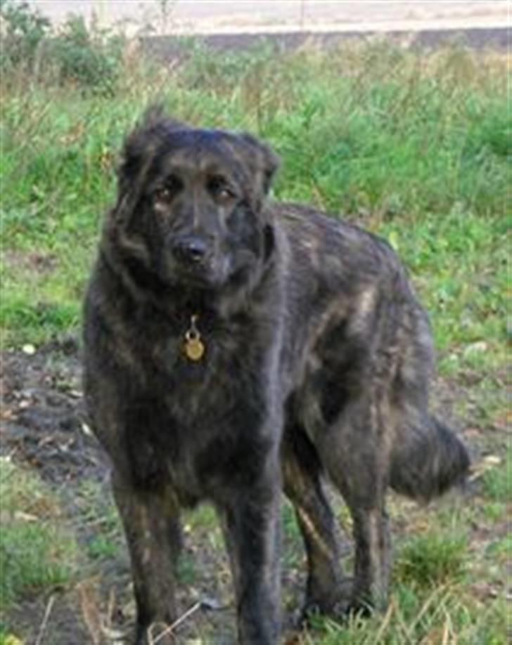 Blanding af racer Diva billede 19