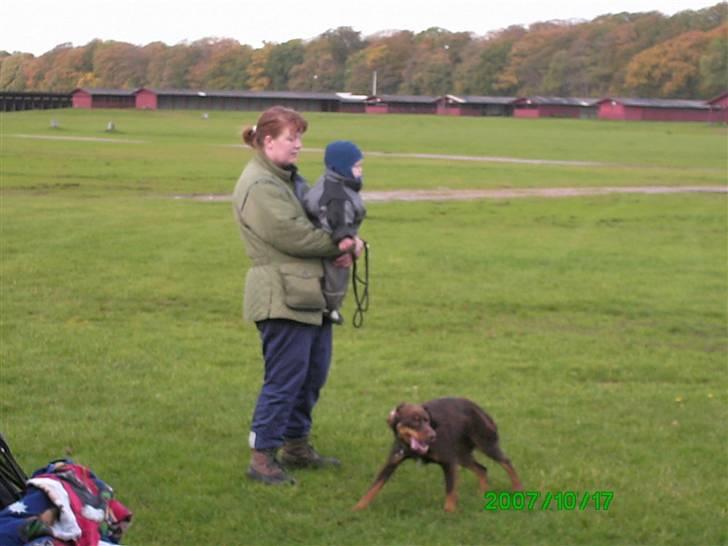 Schæferhund Sara - Her er Stine og Bonzo.Det er Hassan og Saras legekammaret. billede 8