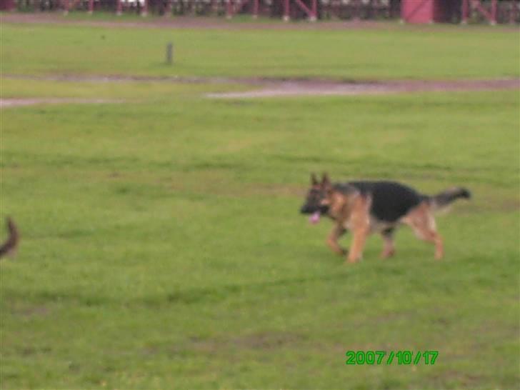 Schæferhund Sara - Her er Hassan synes lige han skal ned og se til kammaraten. billede 9