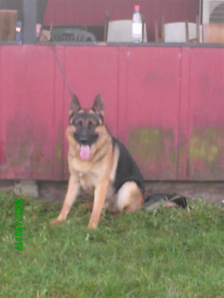 Schæferhund Sara billede 10