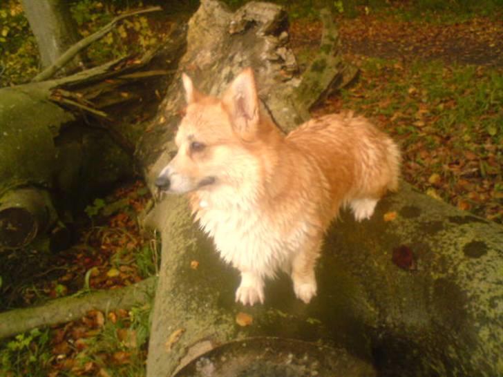 Welsh corgi pembroke nala billede 10