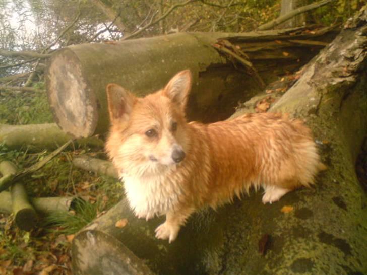 Welsh corgi pembroke nala billede 11