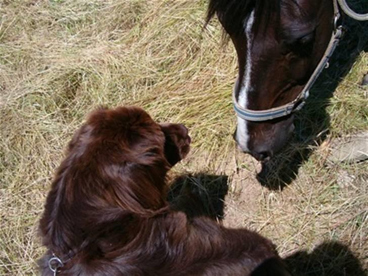 Newfoundlænder *Beauty* (Newetta's) R.I.P - 16/11-2012 - orv, jeg får altid at vide at jeg er stor som en hest, men den der hest er god nok stor :P billede 14