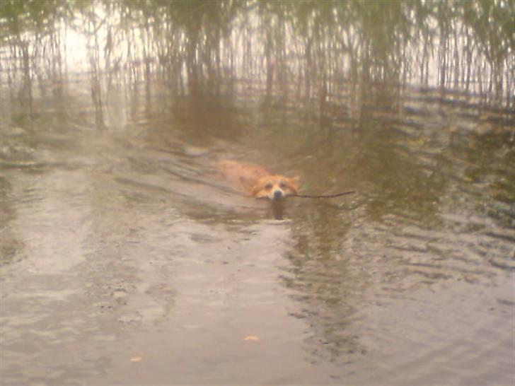 Welsh corgi pembroke nala billede 13