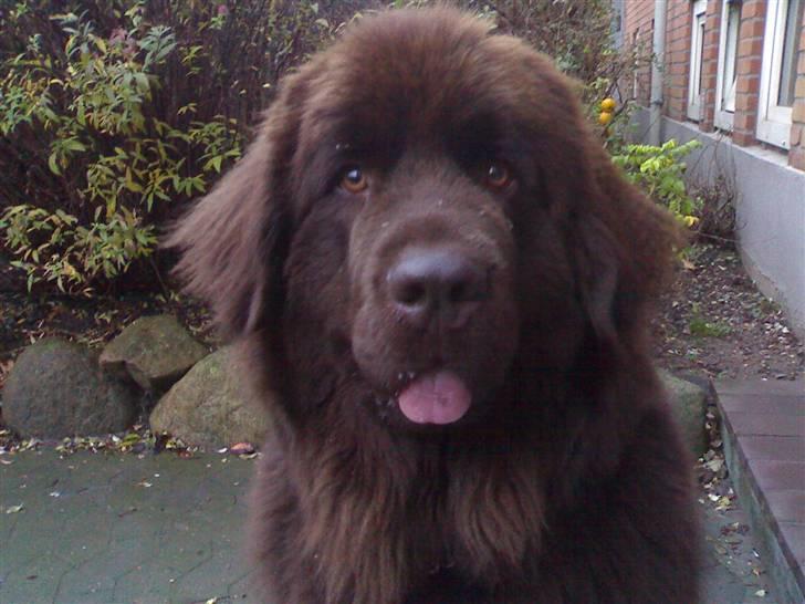 Newfoundlænder *Beauty* (Newetta's) R.I.P - 16/11-2012 - Næsen helt op i kameraet billede 16