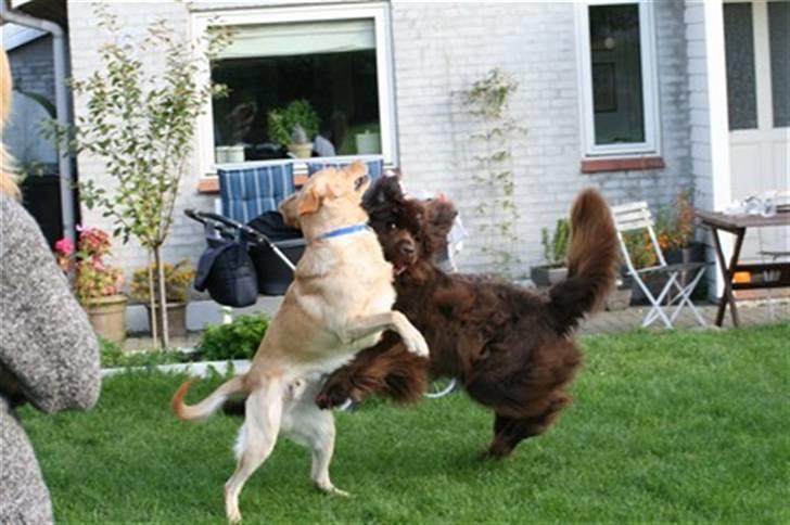 Newfoundlænder *Beauty* (Newetta's) R.I.P - 16/11-2012 - Beauty og Leo leger billede 17