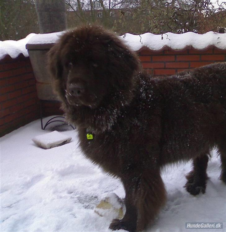 Newfoundlænder *Beauty* (Newetta's) R.I.P - 16/11-2012 - Godt med en bamsepels når det snevejr :P billede 18