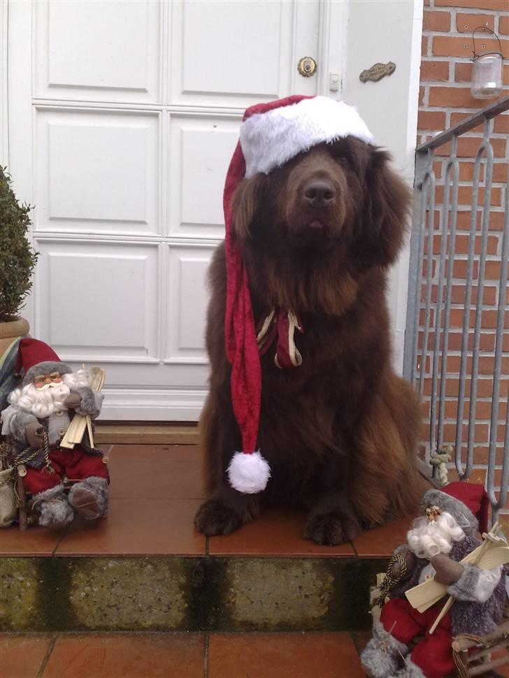 Newfoundlænder *Beauty* (Newetta's) R.I.P - 16/11-2012 - Julehunden Beauty :D :D billede 20