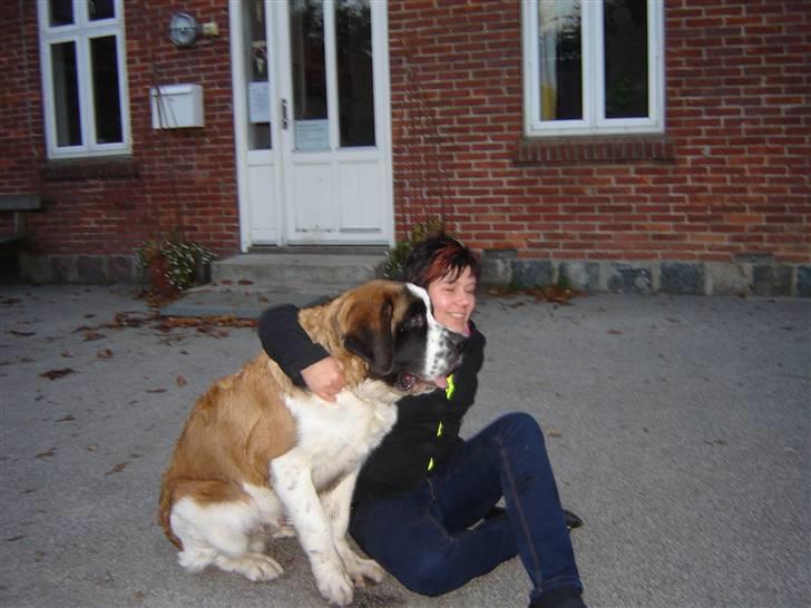 Sankt bernhardshund Balder - sidder sammen med Winnie billede 12