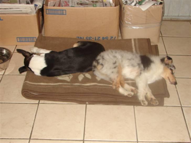 Collie korthåret Sirius.  - to trætte hvalpe billede 9